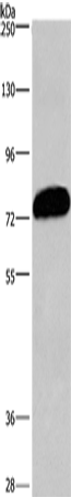 CDCP1 Polyclonal Antibody (E-AB-13141)