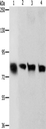 K-Cadherin Polyclonal Antibody (E-AB-10867)
