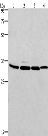 MAD2L1BP Polyclonal Antibody (E-AB-14202)