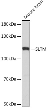 SLTM Polyclonal Antibody (E-AB-92071)