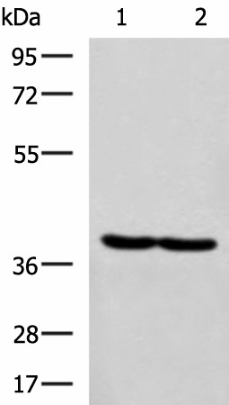 RBM4 Polyclonal Antibody (E-AB-53174)
