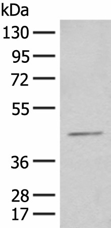 HENMT1 Polyclonal Antibody (E-AB-18706)