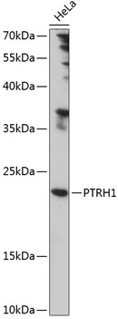 PTRH1 Polyclonal Antibody (E-AB-90850)