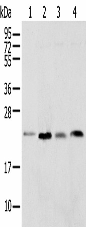 SPCS2 Polyclonal Antibody (E-AB-52301)