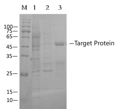 Anti-mCherry Nanobody Affinity Agarose (EA-IP-005N)
