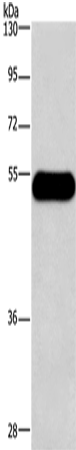 Histamine H3 Receptor Polyclonal Antibody (E-AB-13309)