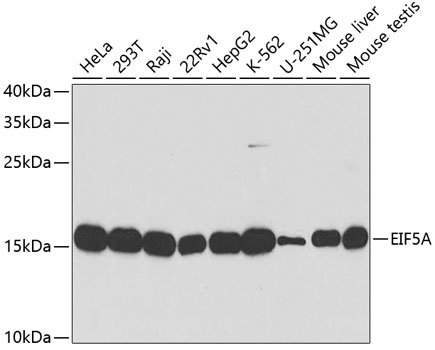 EIF5A Polyclonal Antibody (E-AB-60556)