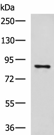 CCNF Polyclonal Antibody (E-AB-18204)