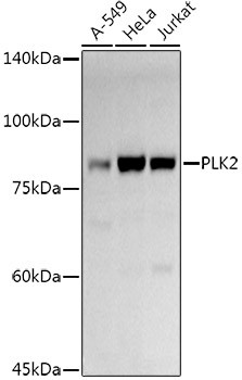 PLK2 Polyclonal Antibody (E-AB-93394)