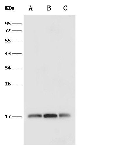 Recombinant IL4/IL-4/Interleukin-4 Monoclonal Antibody (AN300029P)