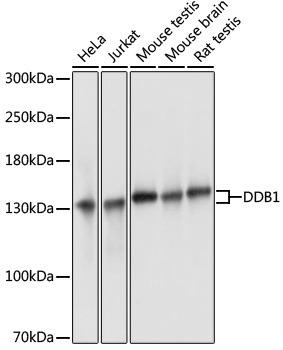 DDB1 Polyclonal Antibody (E-AB-65453)