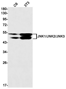 Recombinant JNK Monoclonal Antibody (E-AB-81477)