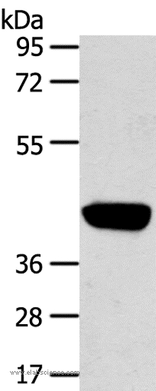 PRSS50 Polyclonal Antibody (E-AB-16953)