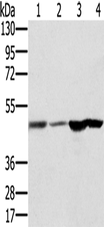 RNH1 Polyclonal Antibody (E-AB-11540)