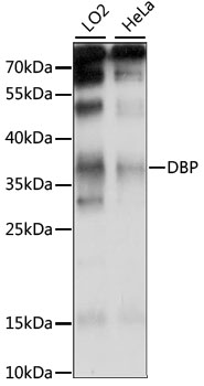 DBP Polyclonal Antibody (E-AB-91094)