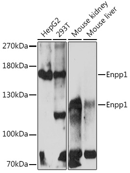 Enpp1 Polyclonal Antibody (E-AB-91948)