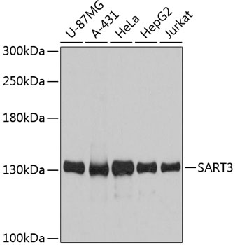 SART3 Polyclonal Antibody (E-AB-63630)