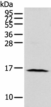 NUDT10 Polyclonal Antibody (E-AB-18388)