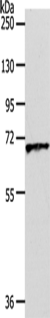 Oct-3 Polyclonal Antibody (E-AB-16062)