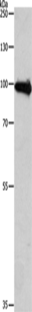 APLP1 Polyclonal Antibody (E-AB-10047)