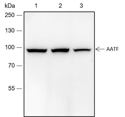 Recombinant AATF Monoclonal Antibody (AN301423L)