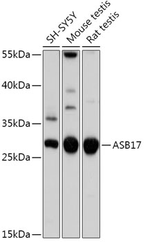 ASB17 Polyclonal Antibody (E-AB-91921)