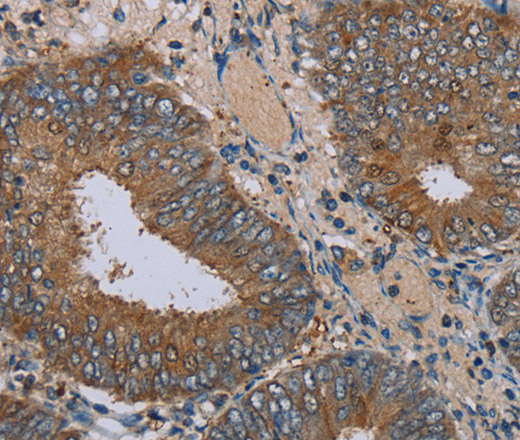 IFRD1 Polyclonal Antibody (E-AB-15123)