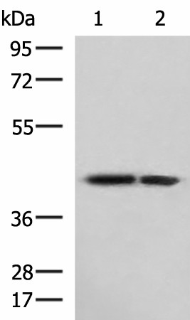 ATP6V1C1 Polyclonal Antibody (E-AB-52927)