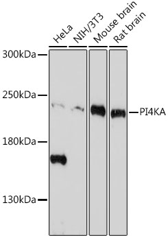PI4KA Polyclonal Antibody (E-AB-92153)