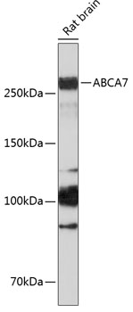 ABCA7 Polyclonal Antibody (E-AB-92012)