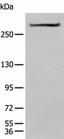 SPTA1 Polyclonal Antibody (E-AB-19527)
