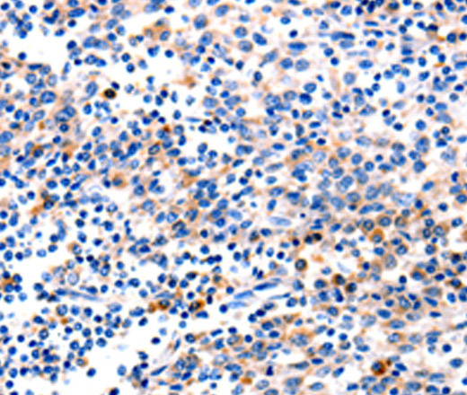 GADD45 gamma Polyclonal Antibody (E-AB-10334)