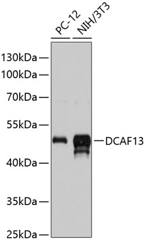 DCAF13 Polyclonal Antibody (E-AB-66027)