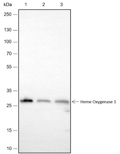 Recombinant Heme Oxygenase 1 Monoclonal Antibody (AN301794L)