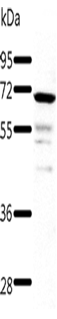 TRAF3 Polyclonal Antibody (E-AB-12665)