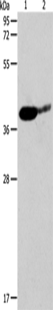 SIRT3 Polyclonal Antibody (E-AB-14343)