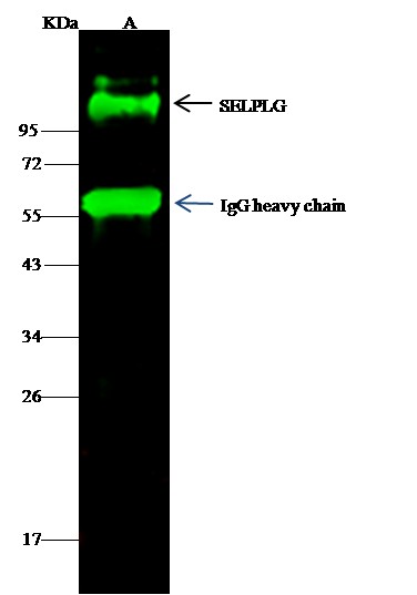 Recombinant PSGL-1/CD162/SELPLG Monoclonal Antibody (AN300443P)