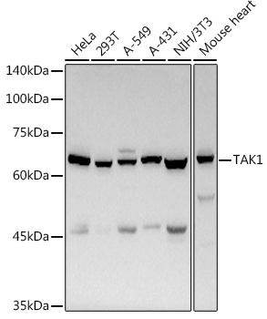 TAK1 Polyclonal Antibody (E-AB-93071)