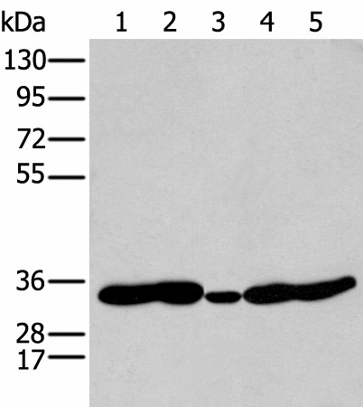 HOXC11 Polyclonal Antibody (E-AB-19468)