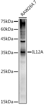 IL12A Polyclonal Antibody (E-AB-92232)
