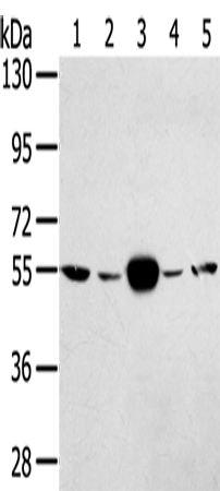 TRIM35 Polyclonal Antibody (E-AB-13733)
