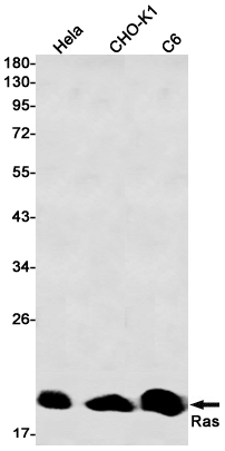 Recombinant GTPase HRAS Monoclonal Antibody (E-AB-81564)