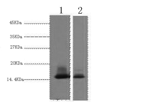 alpha Lactalbumin Monoclonal Antibody (E-AB-22042)