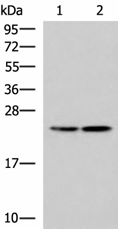 RGS2 Polyclonal Antibody (E-AB-18248)