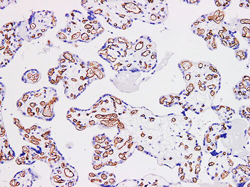 CD34 Monoclonal Antibody (ELAB6278-M)