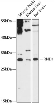 RND1 Polyclonal Antibody (E-AB-90649)