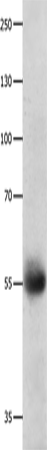 DRD5 Polyclonal Antibody (E-AB-10274)