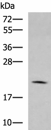 MARCKSL1 Polyclonal Antibody (E-AB-19157)