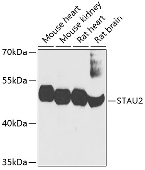 STAU2 Polyclonal Antibody (E-AB-62418)