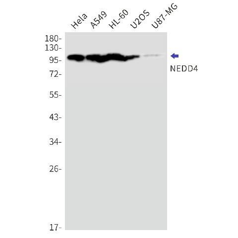 Recombinant NEDD4 Monoclonal Antibody (E-AB-81585)